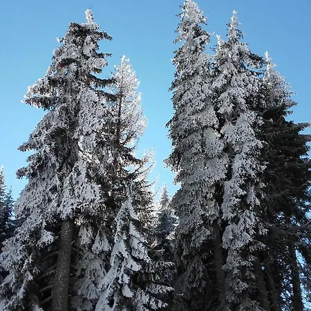 Pcelica L15 Milmari * Kopaonik