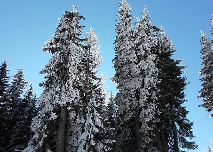 Pcelica L15 Milmari * Kopaonik